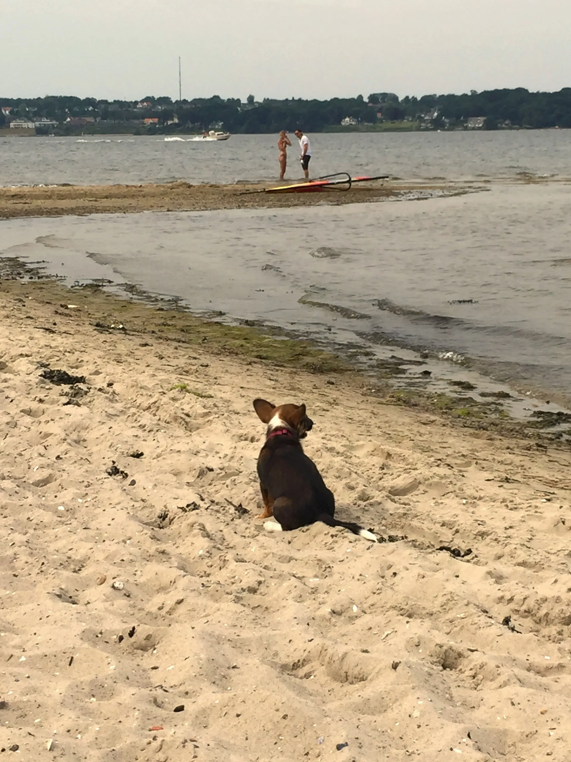 Kleiner Hund sitzt am Sandstrand von Fahrensodde und schaut auf die Förde