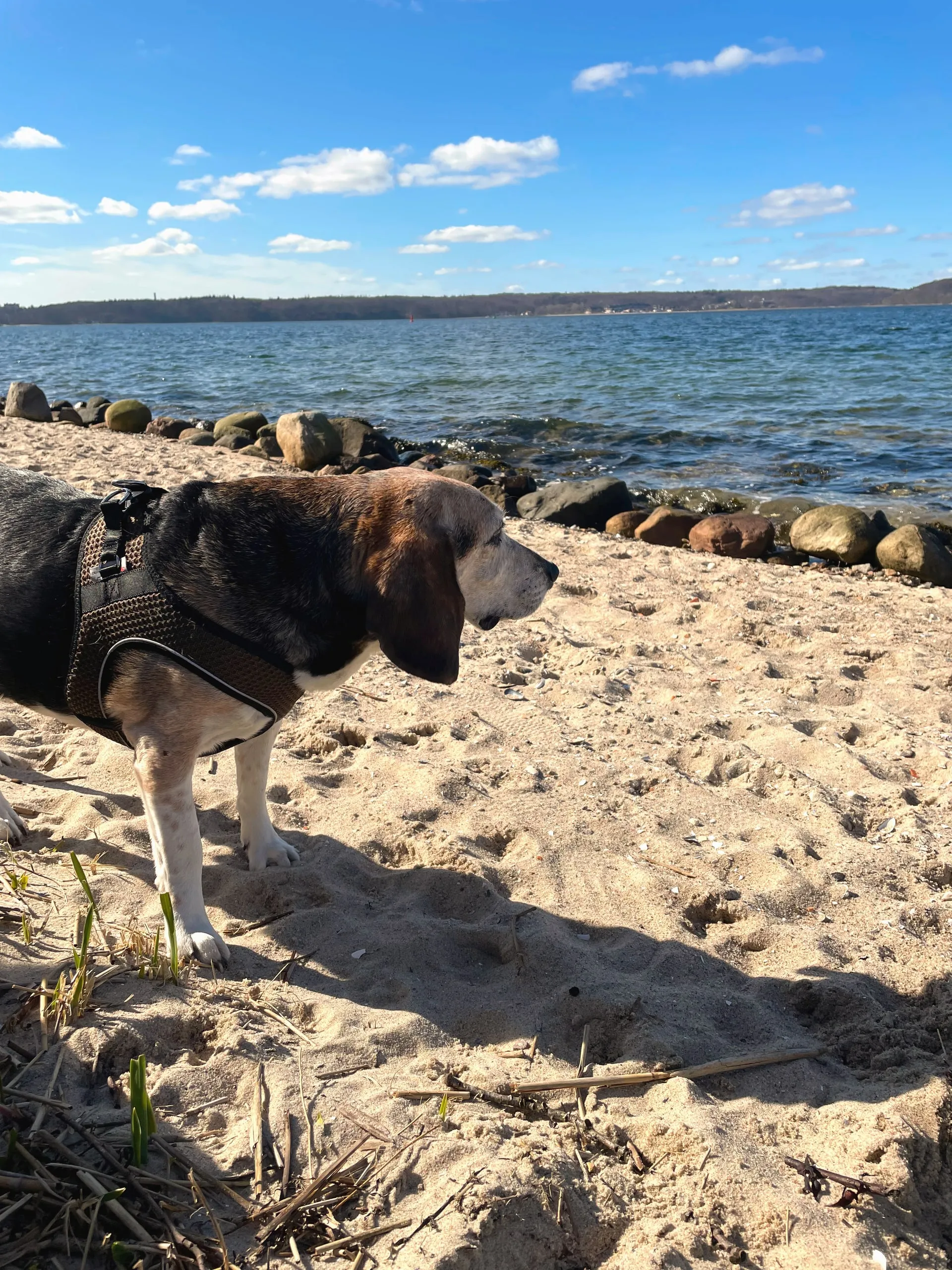 Hund am Sandstrand, dahinter die blaue Förde