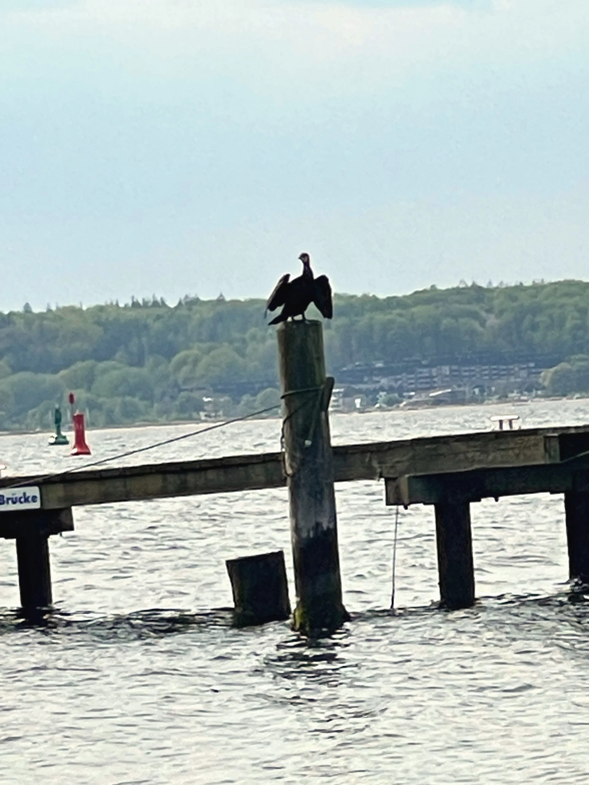 Kormoran auf einem Pfahl am alten Steg