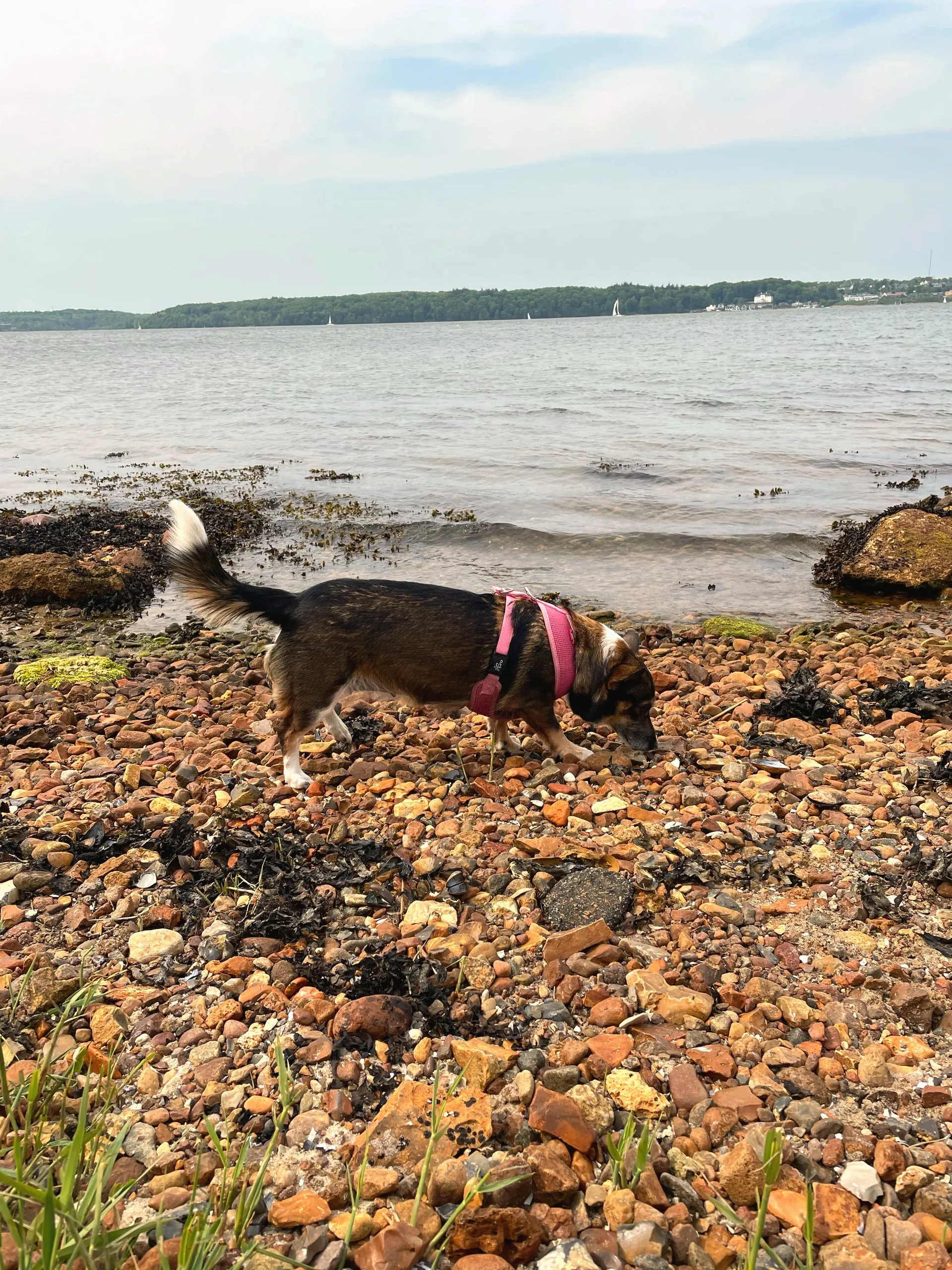 Hund auf den Steinen am Ufer der Förde