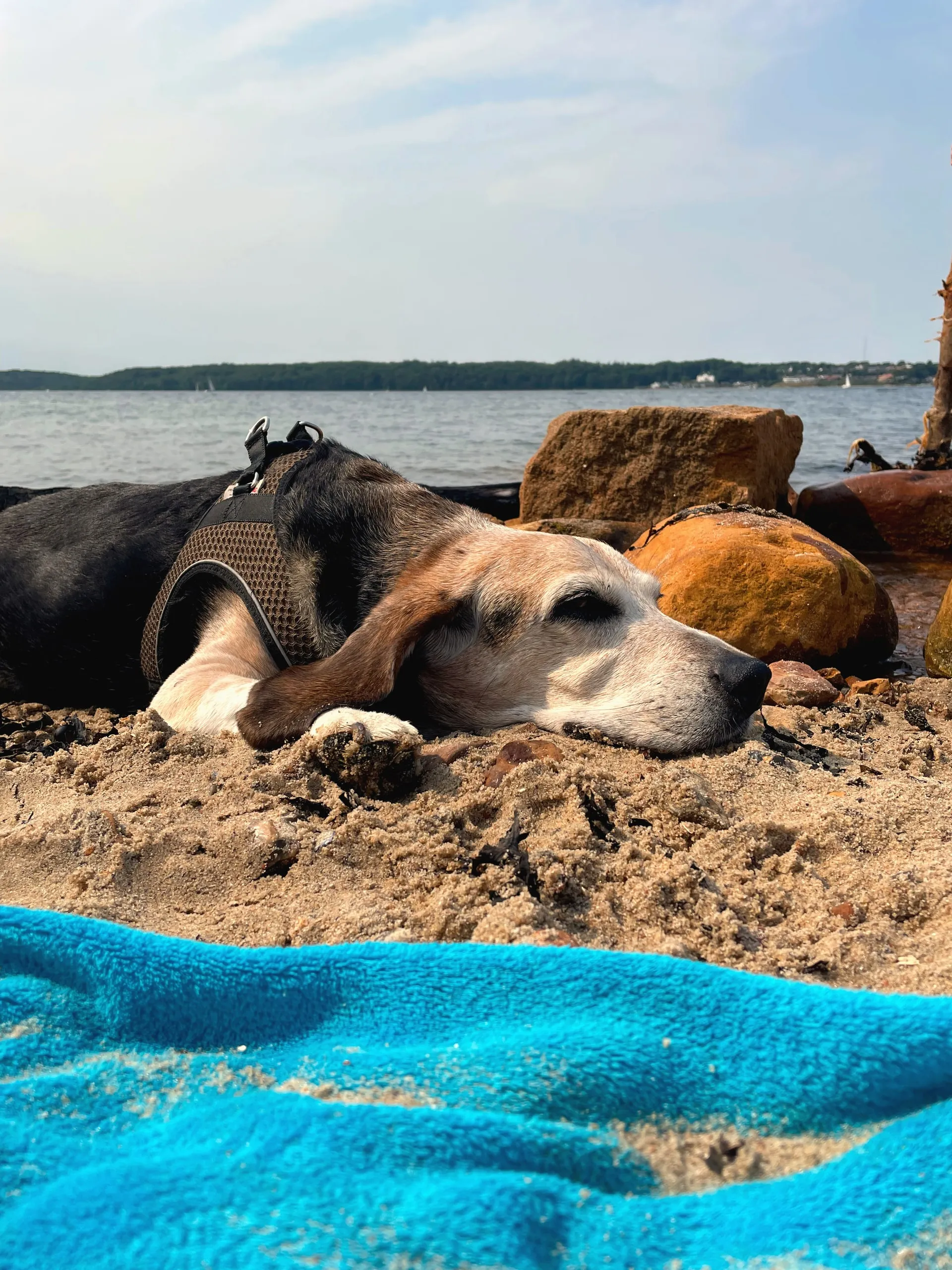 Hund döst im warmen Sand am Strand