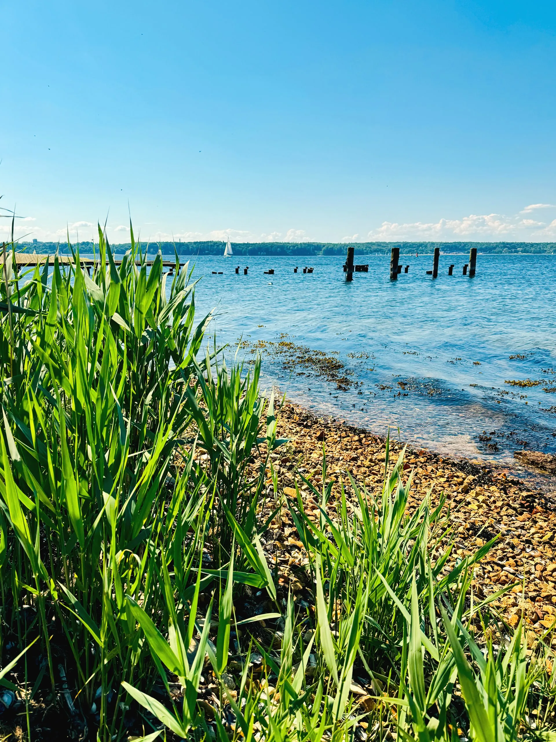 Alte Pfähle im Wasser, vorn grünes Schilf