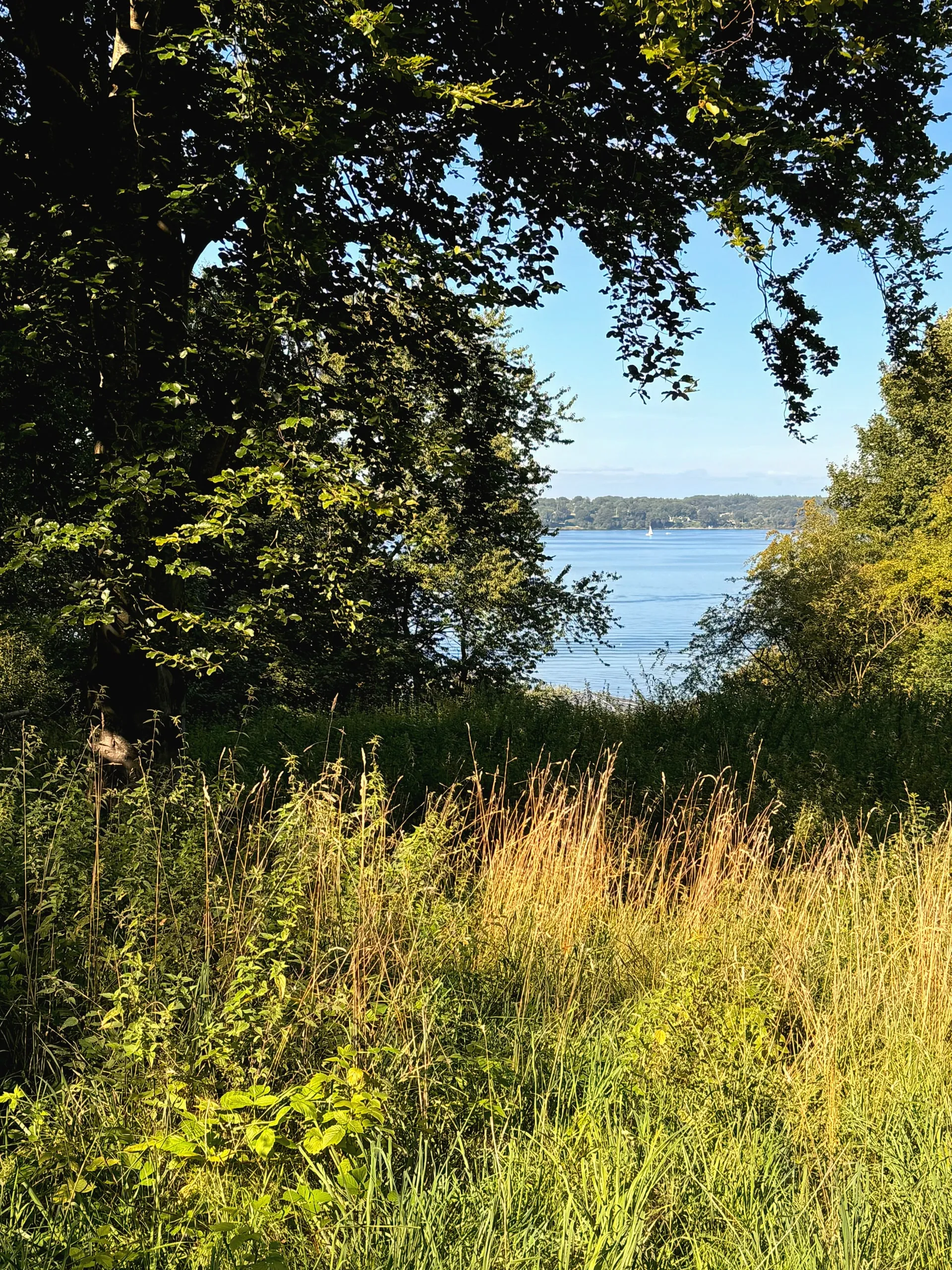 Weg durch Bäume und hohes Gras hinunter zur Förde