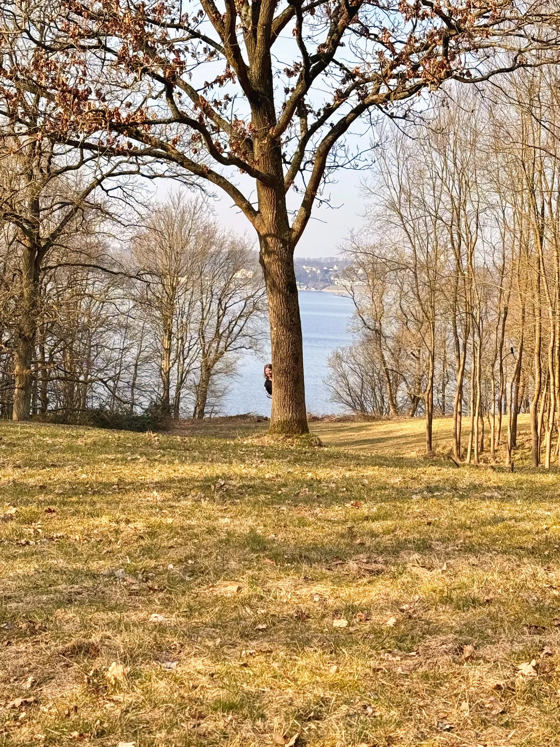 Kahle Eichen auf der Wiese über der Förde im März
