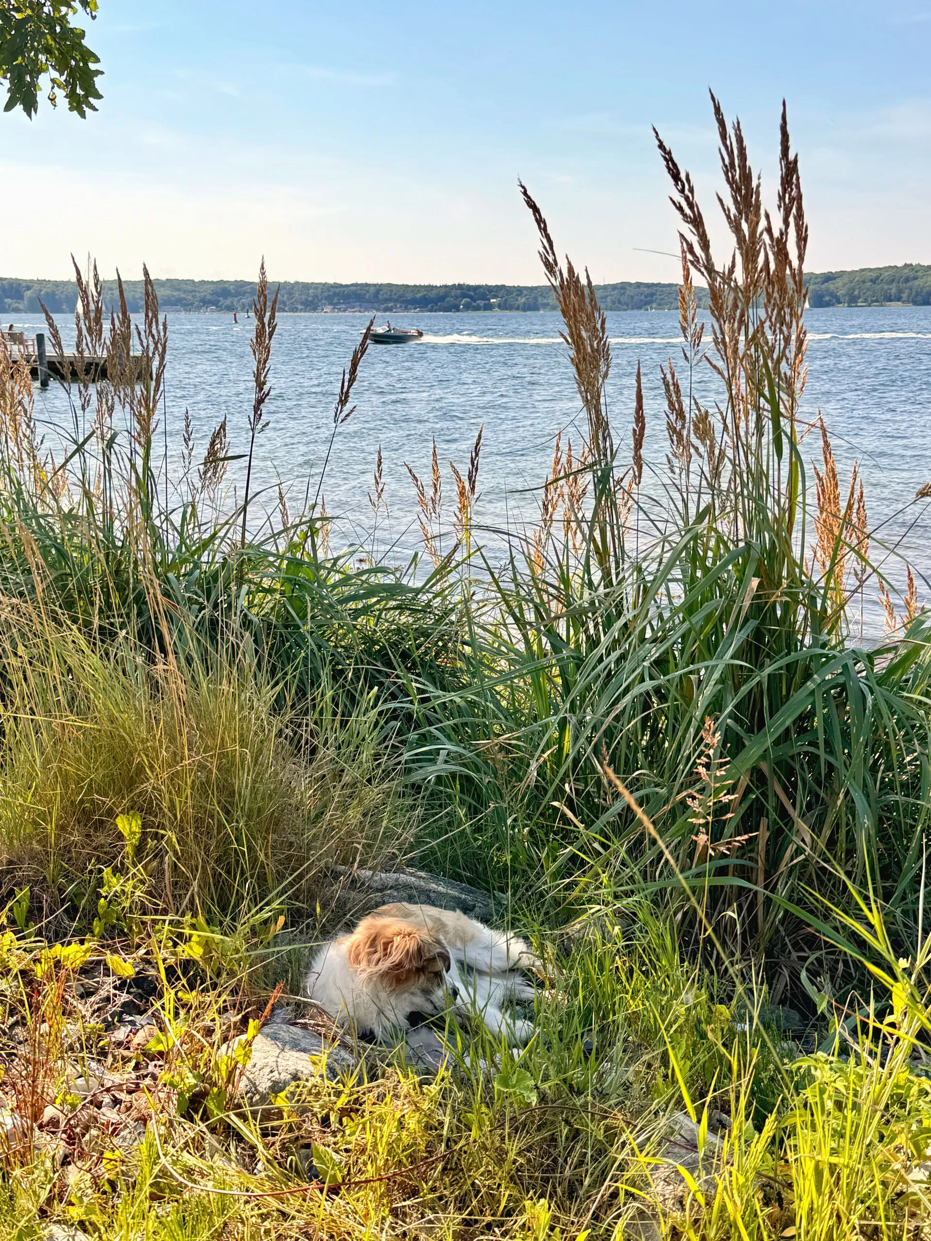 Hund ruht im hohen Strandgras am Wasser